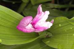 Roscoea alpina
